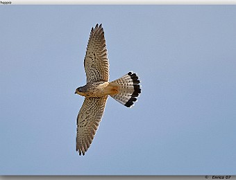 Animali 046